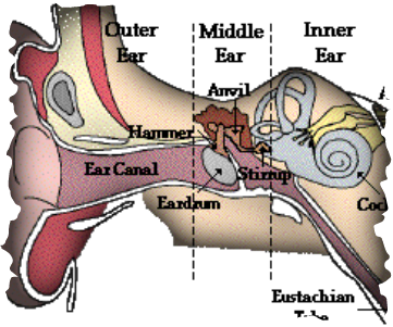 the human ear and its functions